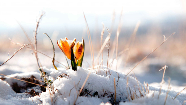 Care este lucrarea Fiului lui Dumnezeu