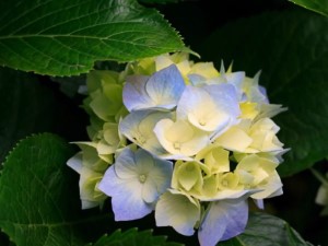 Album video - Evoluție sau creație?